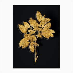 Vintage Eastern Leatherwood Botanical in Gold on Black n.0333 Canvas Print
