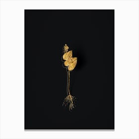 Vintage Mayanthemum Botanical in Gold on Black n.0528 Canvas Print