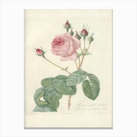 Rose Illustration, Pierre Joseph Redoute(98) Canvas Print