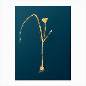 Vintage Cape Tulip Botanical in Gold on Teal Blue n.0260 Canvas Print