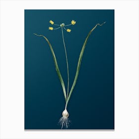 Vintage Allium Scorzonera Folium Botanical Art on Teal Blue n.0908 Canvas Print