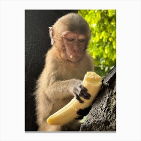 Monkey Eating Banana 1 Canvas Print