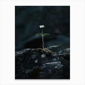 Small Flower On A Rock 1 Canvas Print