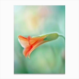 Orange Flower Canvas Print