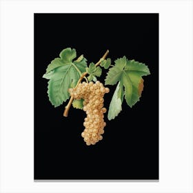 Vintage Trebbiano Grapes Botanical Illustration on Solid Black Canvas Print