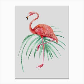 Flamingo Canvas Print