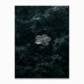 Rizwanakhan The Last Flower 14 Canvas Print