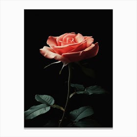 Rose Hd Wallpaper Canvas Print