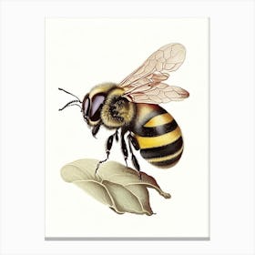 Sting Bee 4 Vintage Canvas Print