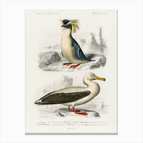 Different Types Of Birds, Charles Dessalines D'Orbigny 19 Canvas Print