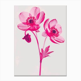 Hot Pink Hellebore 1 Canvas Print