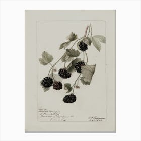 Blackberry 3 Canvas Print