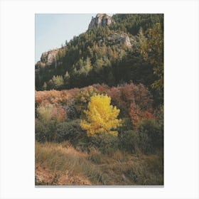 First Autumn Leaves Canvas Print