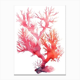 Red Coral Isolated On White Background Canvas Print