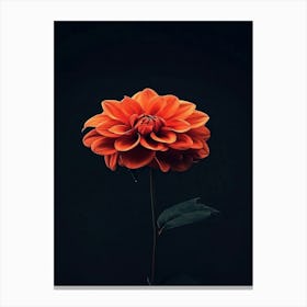 Orange Dahlia Flower 1 Canvas Print