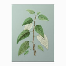 Vintage Balsam Poplar Leaves Botanical Art on Mint Green n.0101 Canvas Print