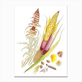 Corn Silk Spices And Herbs Pencil Illustration 2 Canvas Print