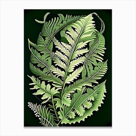 Lady Fern Wildflower Vintage Botanical 2 Canvas Print