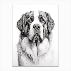 Saint Bernard Dog, Line Drawing 4 Canvas Print