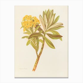 Araucaria Canvas Print