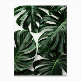 Monstera Leaves On White Background Canvas Print