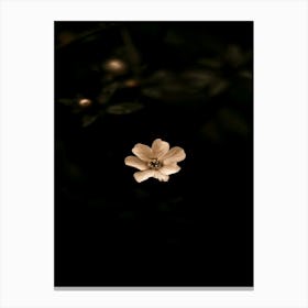 Flower In The Dark 61 Canvas Print