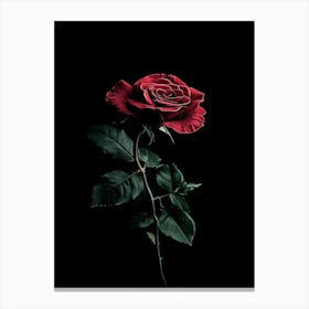 Single Red Rose On Black Background 33 Canvas Print