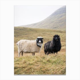 Faroe Islands Sheep Canvas Print