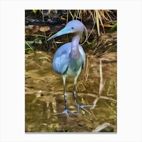 Little Blue Heron Canvas Print