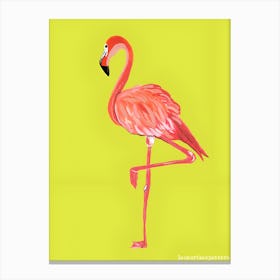 Flamingo 31 Canvas Print