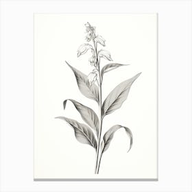Comfrey Vintage Botanical Herbs 1 Canvas Print