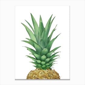 Pineapple II Canvas Print