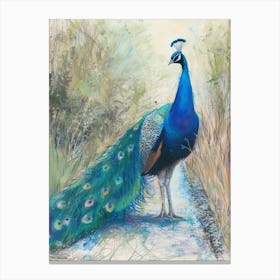 Peacock On The Path Scribble Portrait 4 Canvas Print