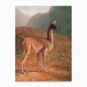 Llama Scenery Canvas Print
