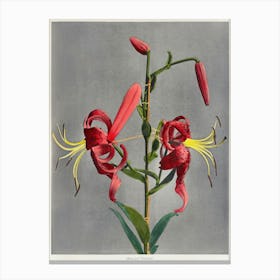 Lily, Hand Colored Collotype From Some Japanese Flowers (1900), Kazumasa Ogawa Canvas Print