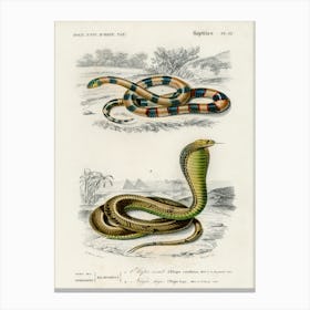 Coral Snake (Elaps Corallinus) And Egyptian Cobra (Naja Hoje), Charles Dessalines D'Orbigny Canvas Print