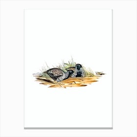 Vintage Black Breasted Hemipode Buttonquail Bird Illustration on Pure White n.0472 Canvas Print