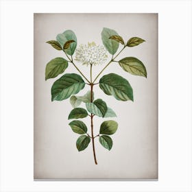 Vintage Common Dogwood Botanical on Parchment Canvas Print