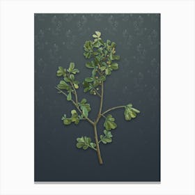 Vintage European Buckthorn Botanical on Slate Gray Pattern n.0350 Canvas Print