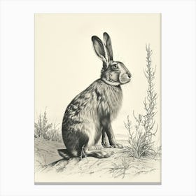 Belgian Hare Drawing 1 Canvas Print