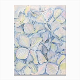 Hydrangea in Blue Canvas Print