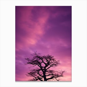 Silhouette Of A Tree At Sunset Canvas Print