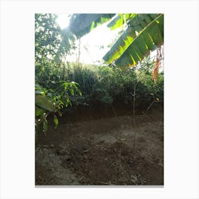 Banana Field For Sale Canvas Print