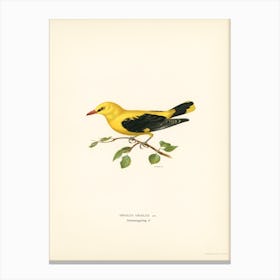 Eurasian Golden Oriole Male (Oriolus Oriolus Bird), The Von Wright Brothers Canvas Print
