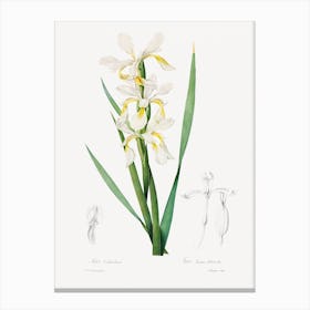 Gold Banded Iris, Pierre Joseph Redouté Canvas Print