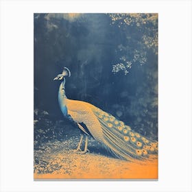 Blue & Orange Peacock In The Wild 2 Canvas Print