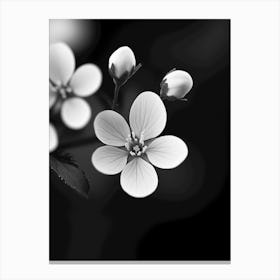 Black And White Flowers Canvas Print