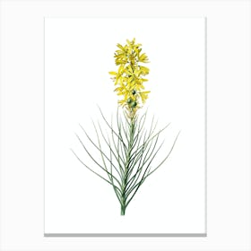 Vintage Yellow Asphodel Botanical Illustration on Pure White n.0188 Canvas Print