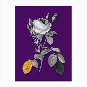 Vintage Double Moss Rose Black and White Gold Leaf Floral Art on Deep Violet n.0158 Canvas Print