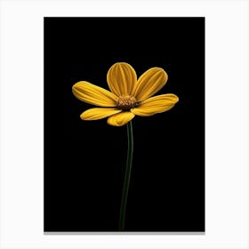 Single Yellow Daisy 7 Canvas Print